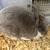 Pet Rabbits 1 thumbnail