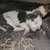 Pit mix puppies 9 thumbnail