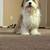 Dog - 1 Year-Old Aussie/Shih Tzu Mix 1 thumbnail