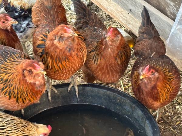 Easter Egg laying hens 1