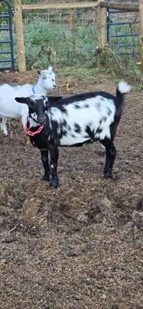 Nigerian Dwarf Doe 1
