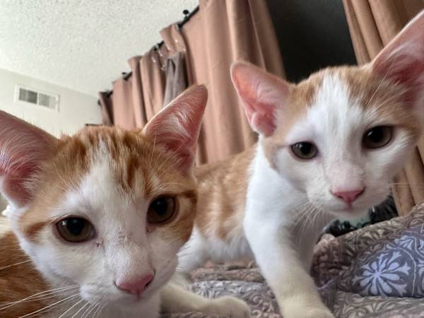 free kittens 1