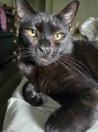 Missing Black Kitty - Short-Haired - Albany 1