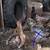 Laying hens 2 thumbnail