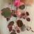 SPIDER BEGONIA  house plant 2 thumbnail