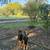 Dog walking and boarding 3 thumbnail
