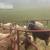 Katahdin sheep 1 thumbnail