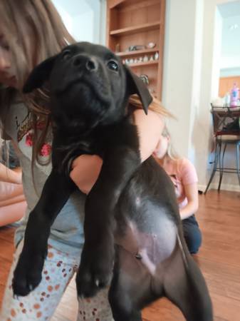 Puppies ready for new home (brentwood / oakley)63941477678082124