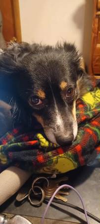 Mini Male Aussie (Westcliffe)63920762363779120