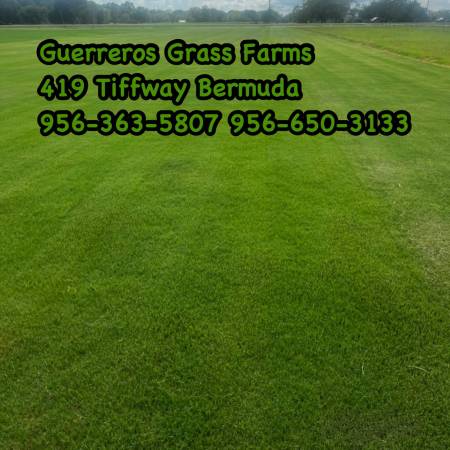 419 Tifway Bermuda 1