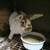 Mini Plush Lop Rabbit 2 thumbnail