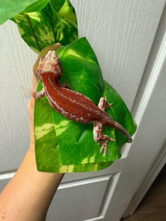 Gargoyle Gecko (Ceres)63469791910657124