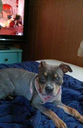 Pit bull 1