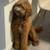 Ruby, a sweet 3 year old goldendoodle 1 thumbnail