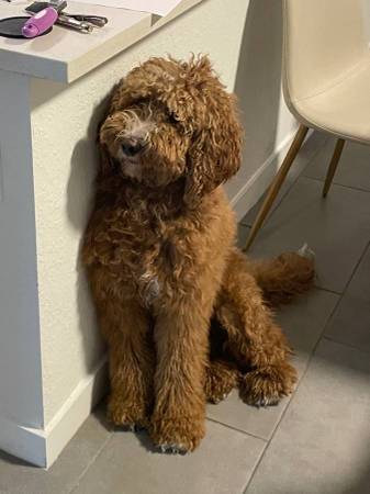 Ruby, a sweet 3 year old goldendoodle 1