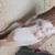 Armenian tumblers extra male pigeons 7 thumbnail