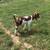 GOAT #1307 100% Fullblood Boer Buck 5 thumbnail