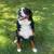 Bernese Mountain Dog 1 thumbnail