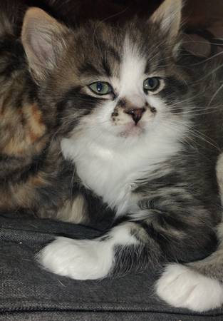 ? Ragdoll/Maine Coon Mix Kittens –Everett, WA ?64293517799171122