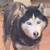 Unsky dog original 5 years old 1 thumbnail