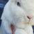 White Lop rabbit 3 thumbnail