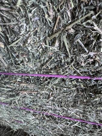 ***1st Alfalfa Eastern, Small Stems, Leafy 1