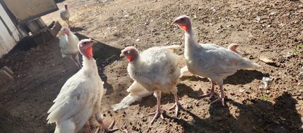 Meat Bird Turkey 1