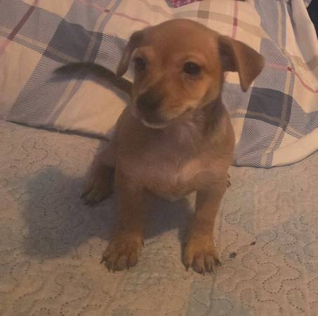 Beautiful chihuahua puppy
