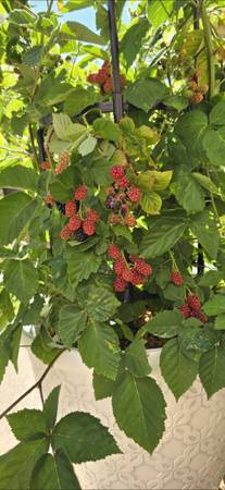 🌿 Apache Thornless Blackberry Bushes – Home Propagated & Thriving! 🌿 1