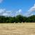 Coastal round bales 2 thumbnail