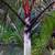 Malagasy palms /// DYPSIS (Chrysalidocarpus) species 8 thumbnail