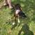 Belgian Malinois/Border Collie Mix 3 thumbnail