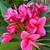 Red Plumerias On Sale 3 thumbnail