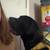 Cane corso 1 thumbnail