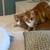 orange tabby cat brothers- 2 cats, bonded pair 4 thumbnail