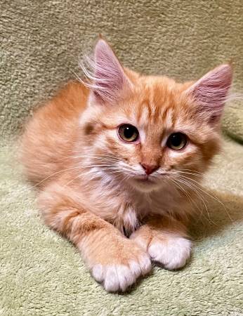 Rescued kittens - fixed and vax’d! (Centralia)63853464603779121