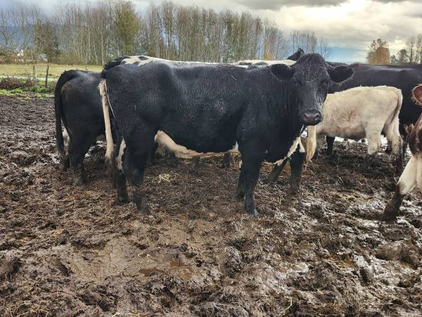 British white cow bred 1