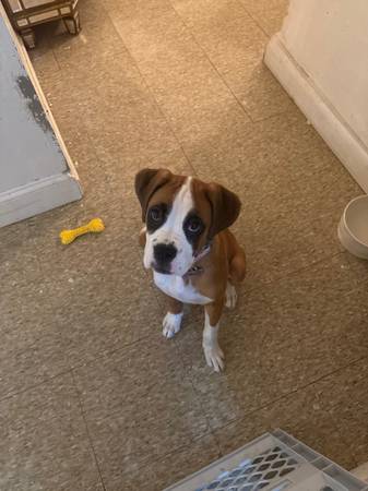 rehoming 4 month old boxer (Bronx)63887462678017120