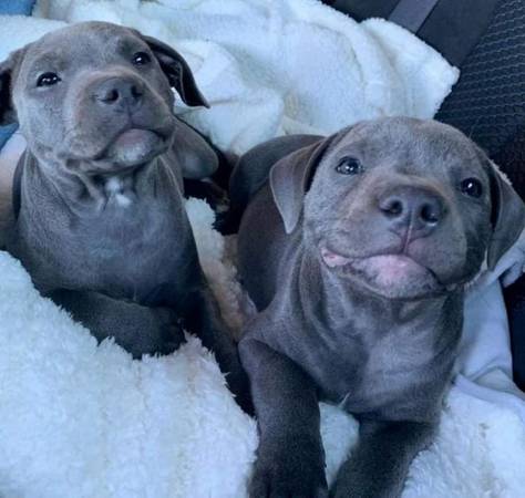 Buscando familias (Chillicothe)633981803712011226