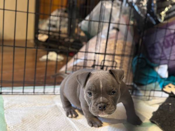 Bully pup63937540307330120