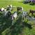 Boer bucklings 8 thumbnail