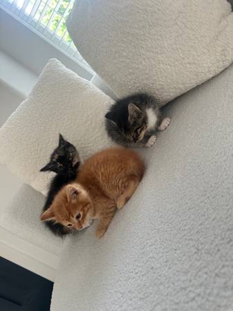 3 gatitos que necesitan un buen hogar (Renton)63443576972417122