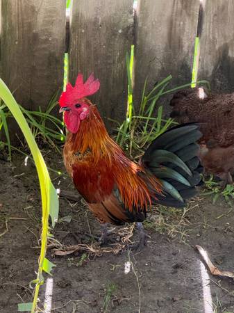 Serama bantam (Houston)63859317685121120