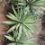 Agave angustifolia ///// Caribbean Agave --- 5 gallon 14 thumbnail