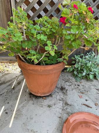 17" Terra Cotta Pot, Saucer, 4 large Geraniums, cuttings 1