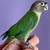 Green cheek conure 7 thumbnail