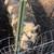 Kunekune pair 2 thumbnail