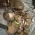 Chihuahuas puppies 2 thumbnail