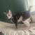 3 Cats for rehome 1 thumbnail