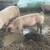 Roaster hogs 4 thumbnail